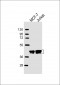 Erk1/2 Antibody