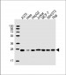 PSMB7 Antibody (Center)