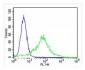 CYK18 Antibody (C-term)