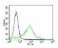 CYK18 Antibody (C-term)