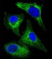 CYK18 Antibody (C-term)