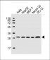 PSMA6 Antibody (N-Term)