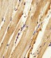 Zebrafish ak2 Antibody (N-term)