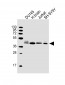 HTR1E Antibody (C-Term)
