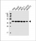 RAE1 Antibody (Center)