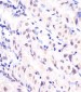 APEX1 Antibody