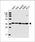 APEX1 Antibody