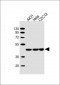 Beta-Actin  Antibody