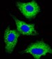 DVL1 Antibody (Center)