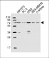 DVL1 Antibody (Center)