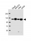 UBA6 Antibody (C-term)