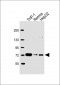 SAMHD1 Antibody (Center)