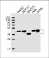 TBP Antibody