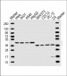 TBP Antibody