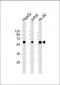 CASP8 Antibody (C-term)