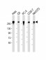 FLNA Antibody [Knockout Validated]