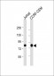 MYB Antibody (Center)