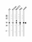 GAPDH Antibody