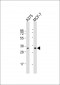 COPE Antibody (C-term)