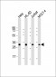 OPN-a/b Antibody (N-term)