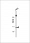 MLM Antibody (C-term)