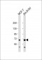 FOXO3 Antibody (N-term)