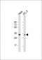 PI15 Antibody (N-term)