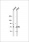 PRMT5 Antibody (N-term)