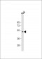 Beclin 1 Antibody