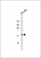 GADD45G Antibody (N-term)