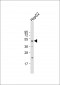 DNAJA2 Antibody (N-term)