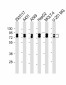 HNRNPR Antibody (N-term)