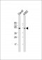 PLIN3 Antibody (Center)