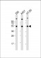 TP53 Antibody (C-term)