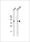 CCNB2 Antibody (Center S92/T94)