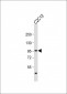 SMURF2 Antibody (C-term)