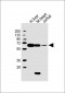 PGM1 Antibody (C-Term)