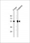GC Antibody (C-Term)