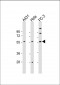 CCT8L2 Antibody (C-Term)