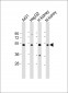 VNN1 Antibody (N-Term)
