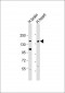 MTUS2 Antibody (C-Term)