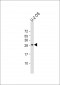 NT5C Antibody (C-Term)