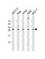 RPL13 Antibody (Center)