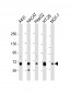 LSR Antibody (C-Term)