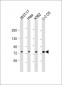 NDC80 Antibody (C-Term)