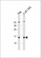 NT5C Antibody (N-Term)