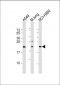 TUSC1 Antibody (N-Term)