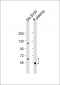 GAS6 Antibody (Center)