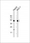 ARFGAP1 Antibody (C-term)