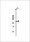 SIRT6 Antibody (C-term)